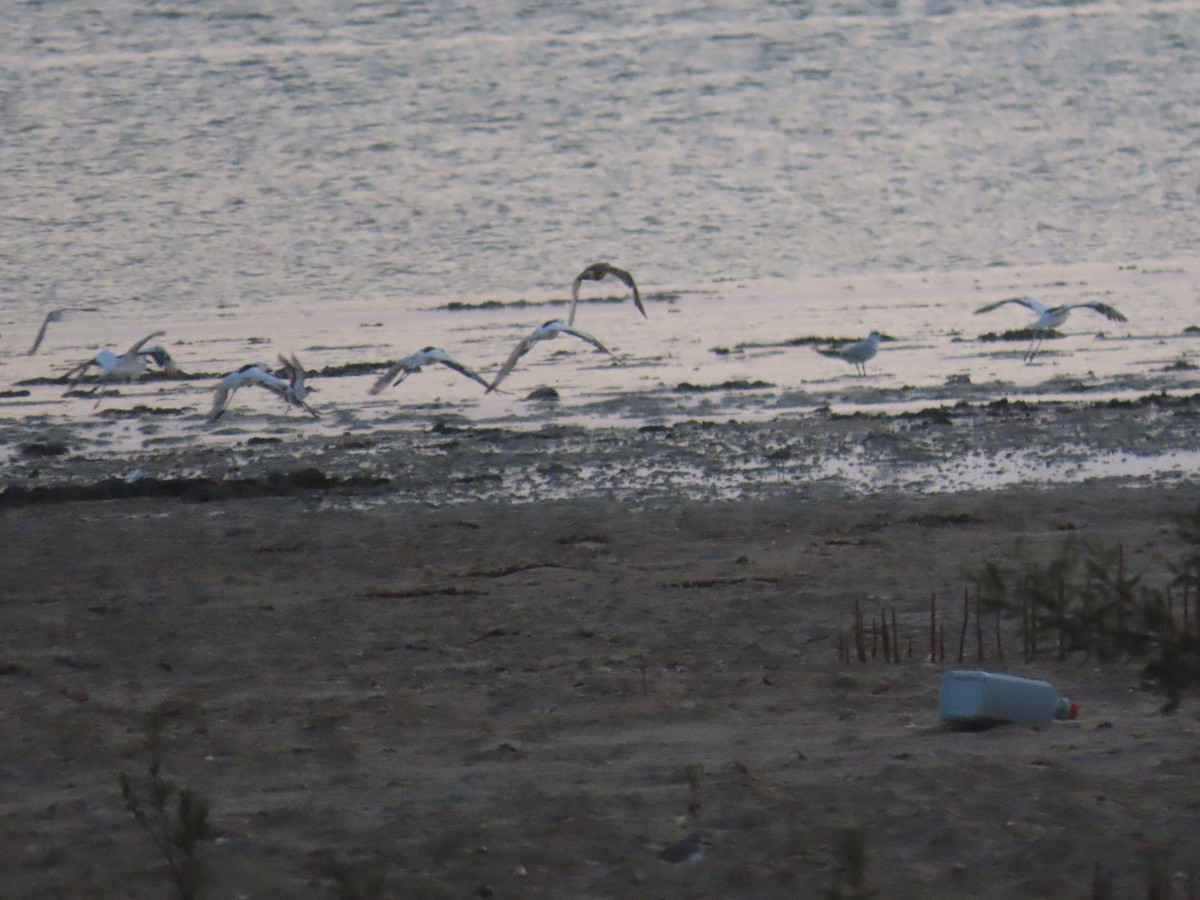 Crab-Plover - ML622726678