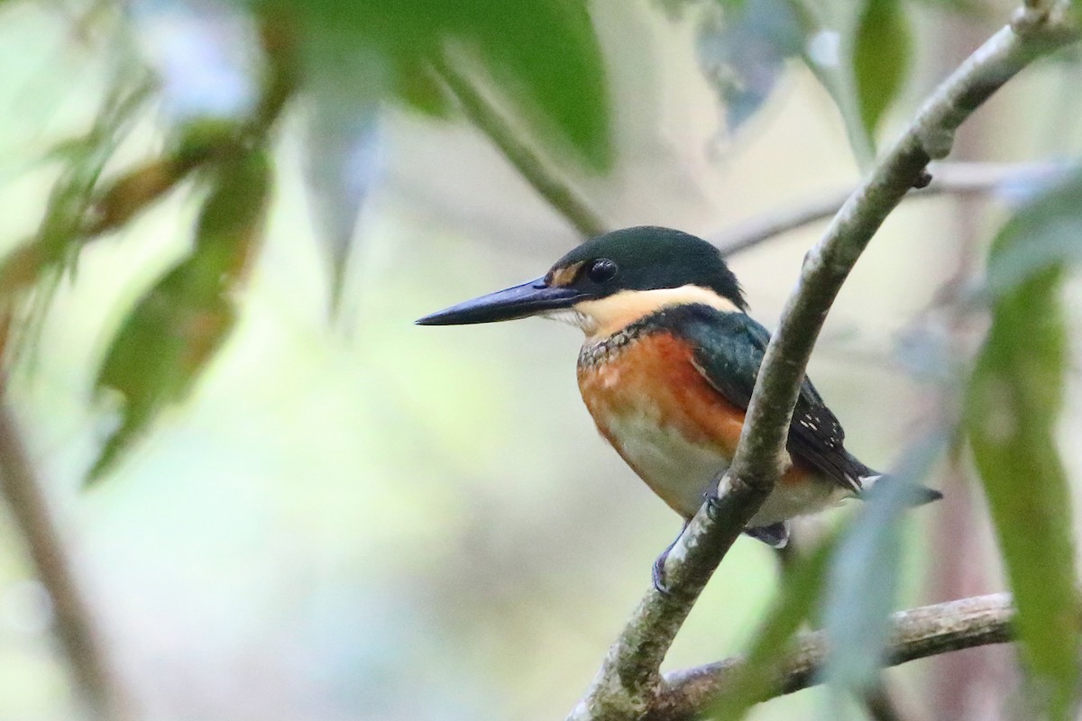 Green-and-rufous Kingfisher - ML622726683