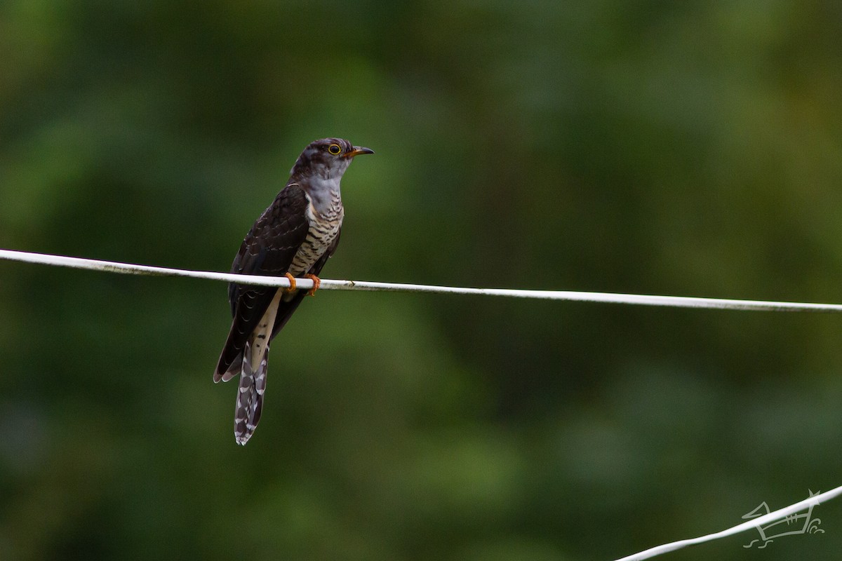 Lesser Cuckoo - ML622726689