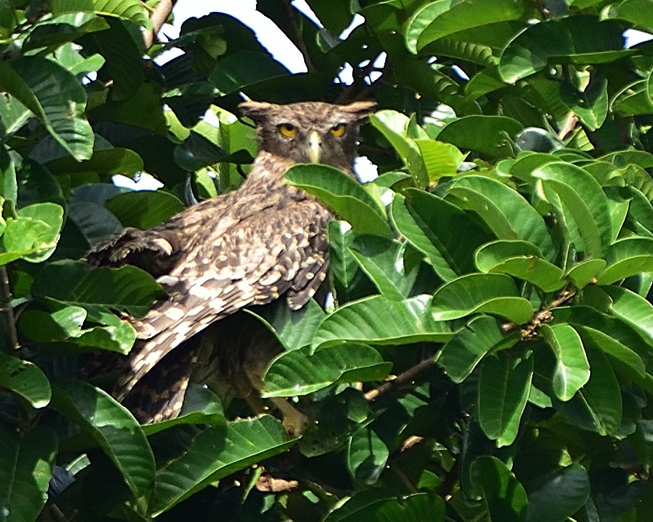 Brown Fish-Owl - Arun Prabhu