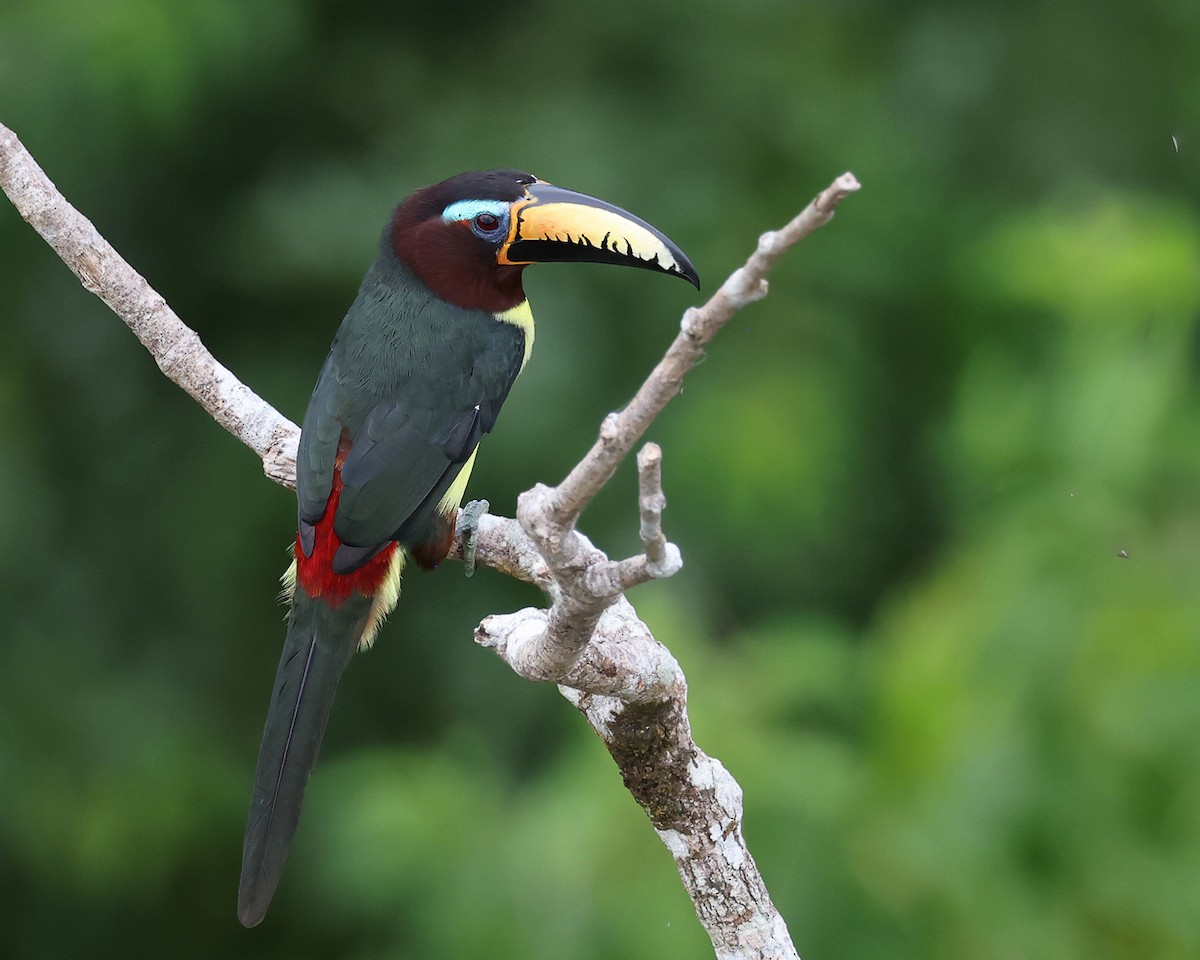 Lettered Aracari - ML622726696