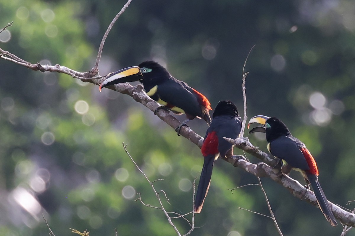 Many-banded Aracari - ML622726701