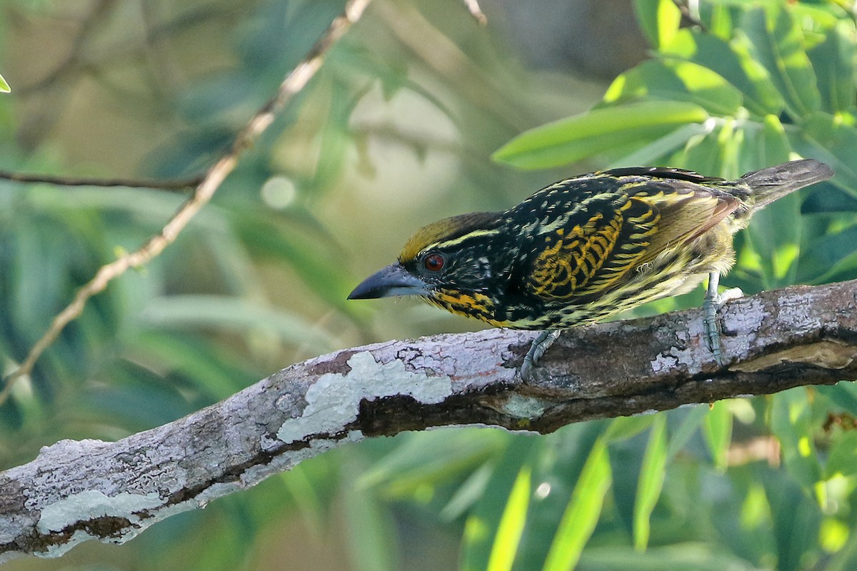 Gilded Barbet - ML622726702