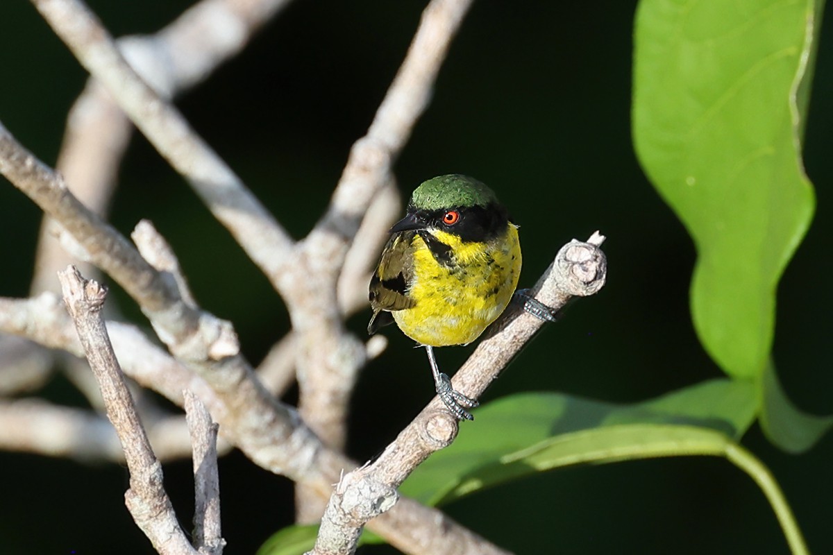 Yellow-bellied Dacnis - ML622726703