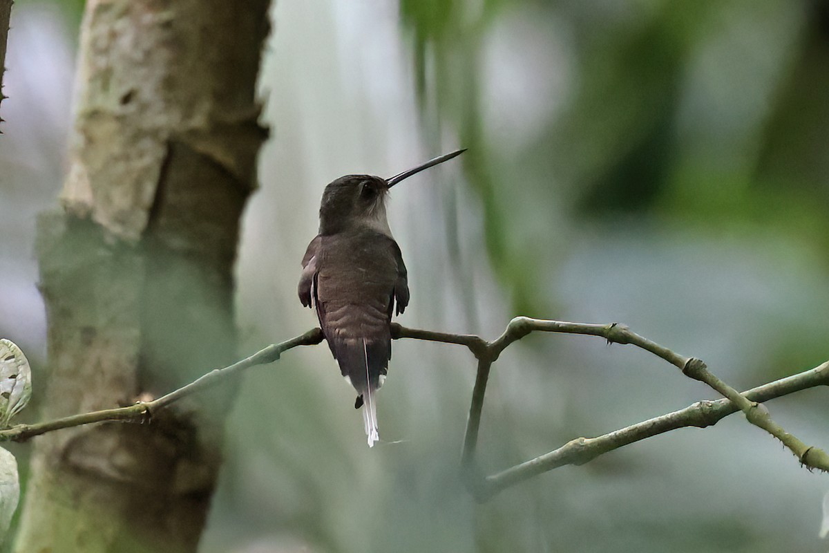 Straight-billed Hermit - ML622726704