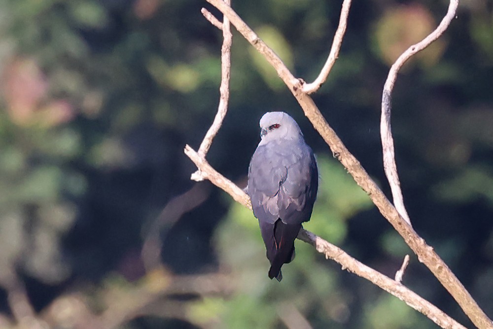 Plumbeous Kite - ML622726705