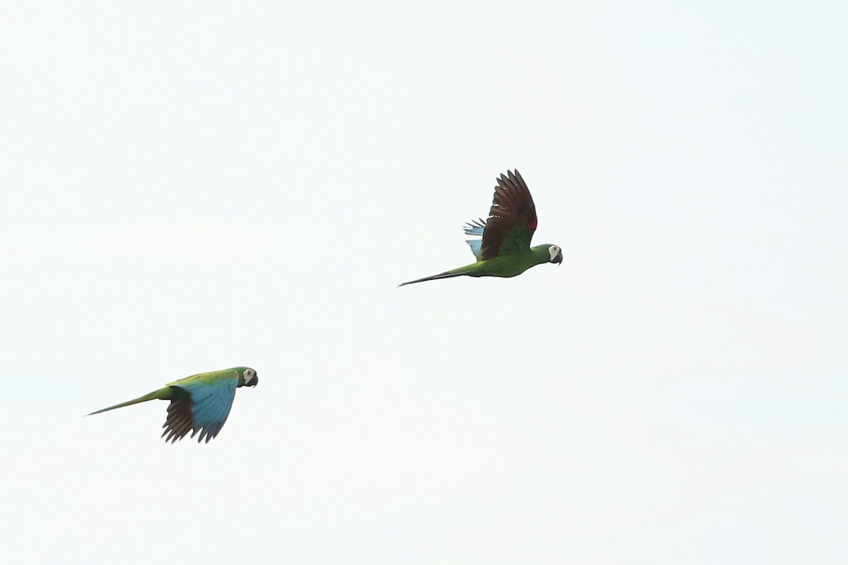 Chestnut-fronted Macaw - Roksana and Terry