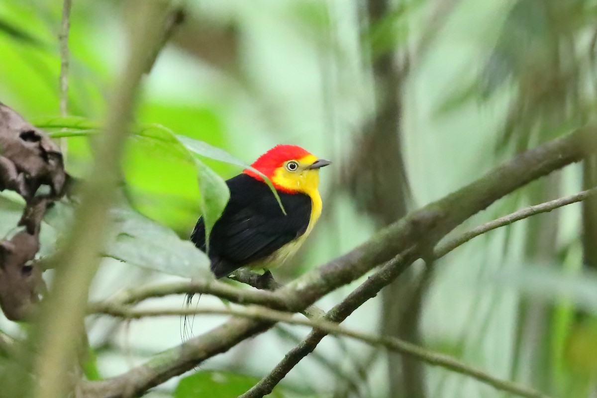 Wire-tailed Manakin - ML622726710