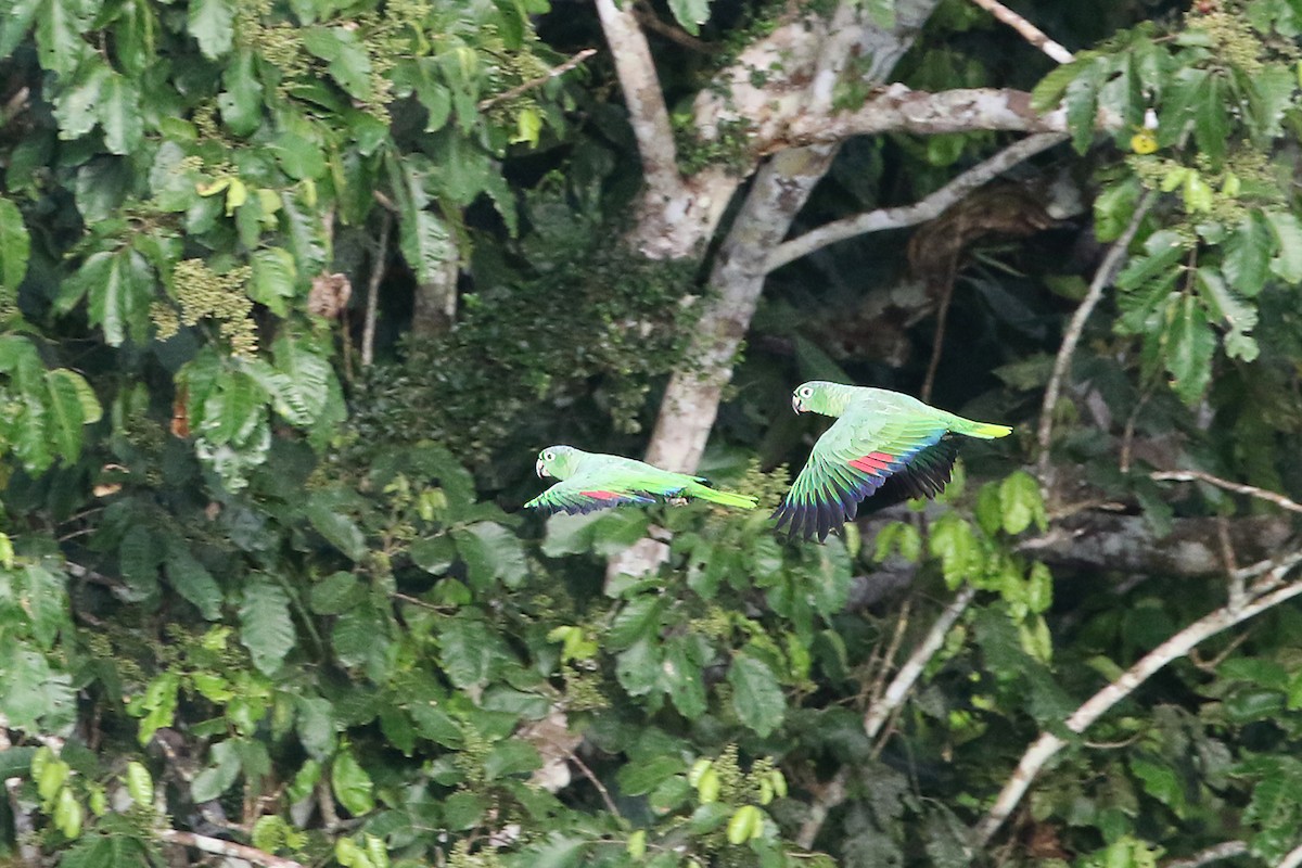 Orange-winged Parrot - ML622726712