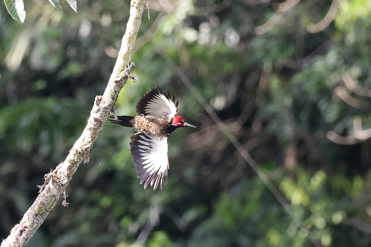 Crimson-crested Woodpecker - ML622726719