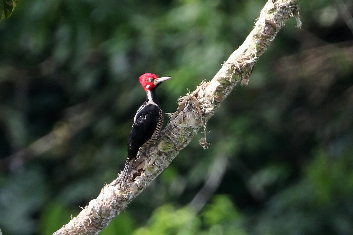 Crimson-crested Woodpecker - ML622726723