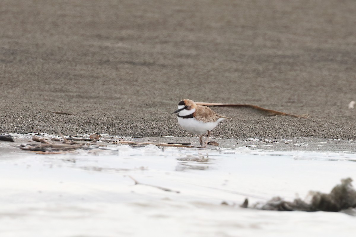 Collared Plover - ML622726757