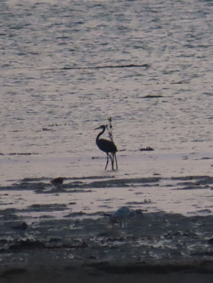Western Reef-Heron - ML622726779