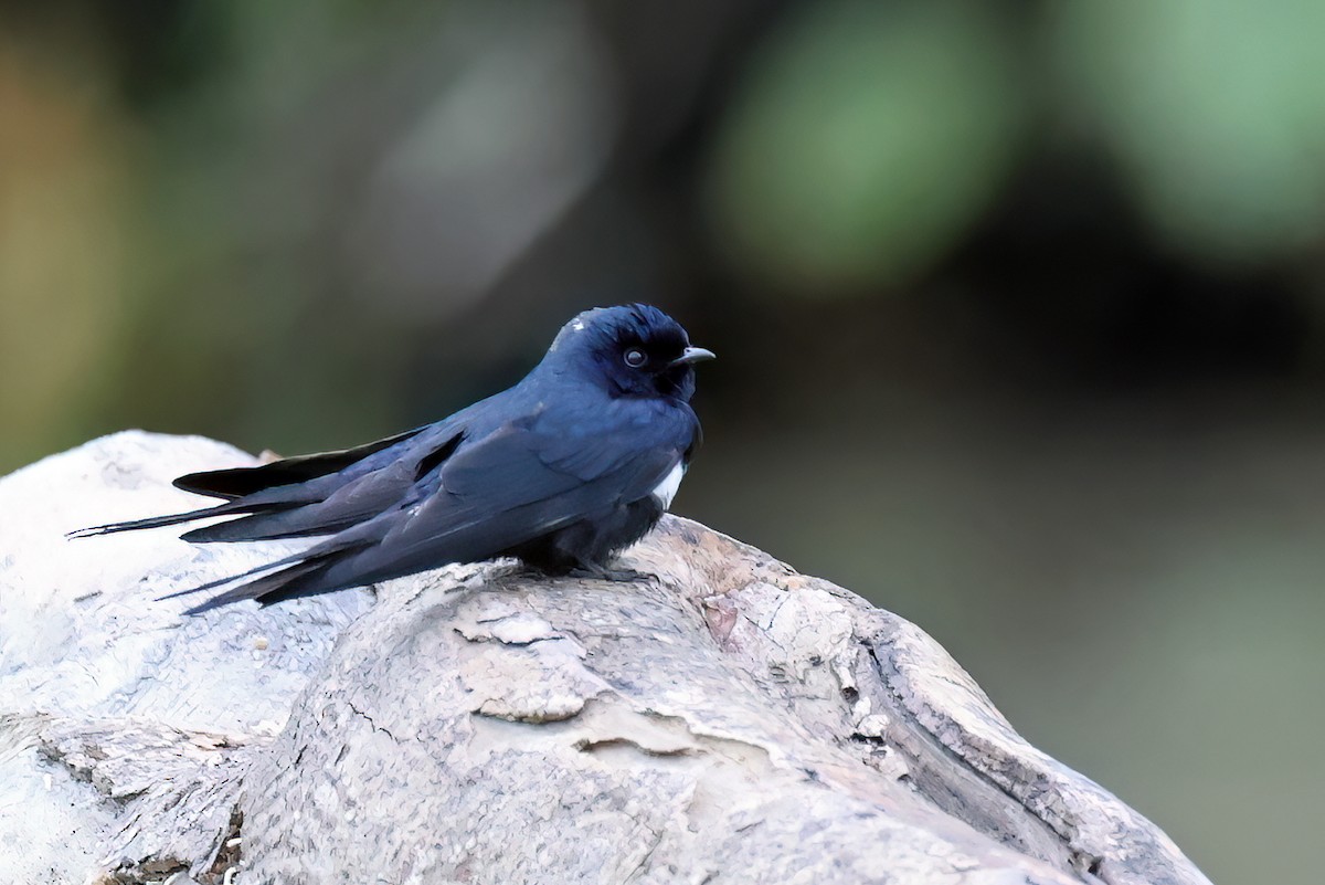 White-banded Swallow - ML622726805