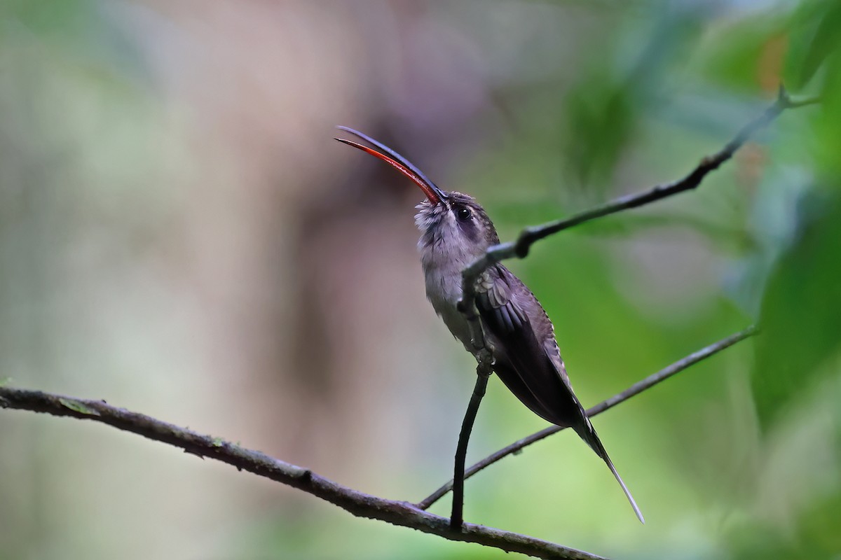 Great-billed Hermit - ML622726813