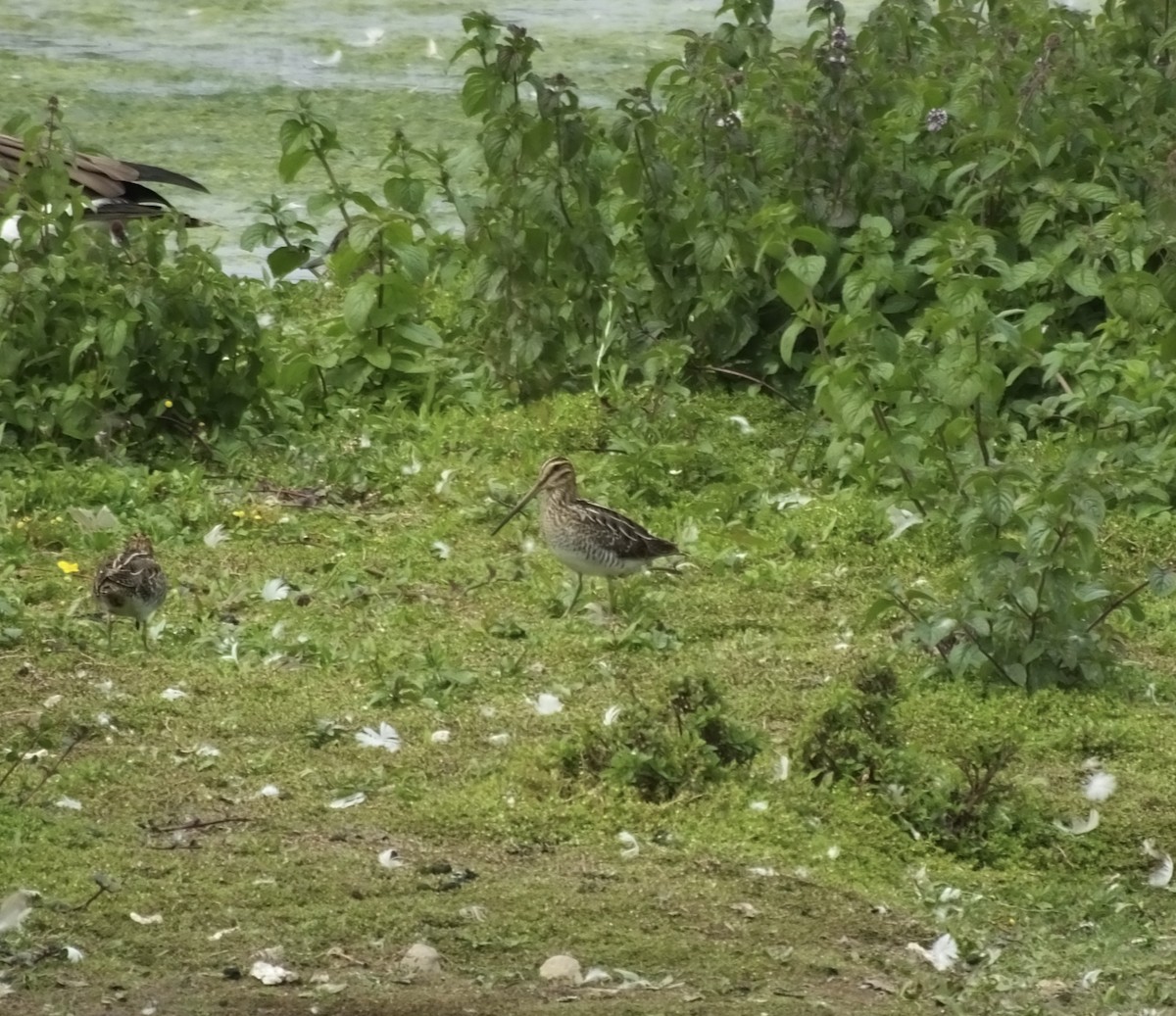 Common Snipe - ML622726830