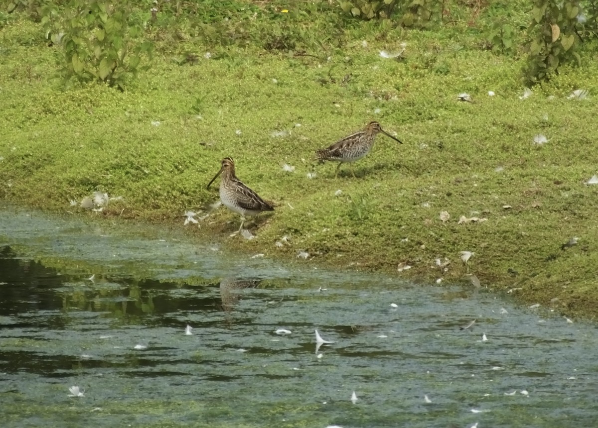 Common Snipe - ML622726846