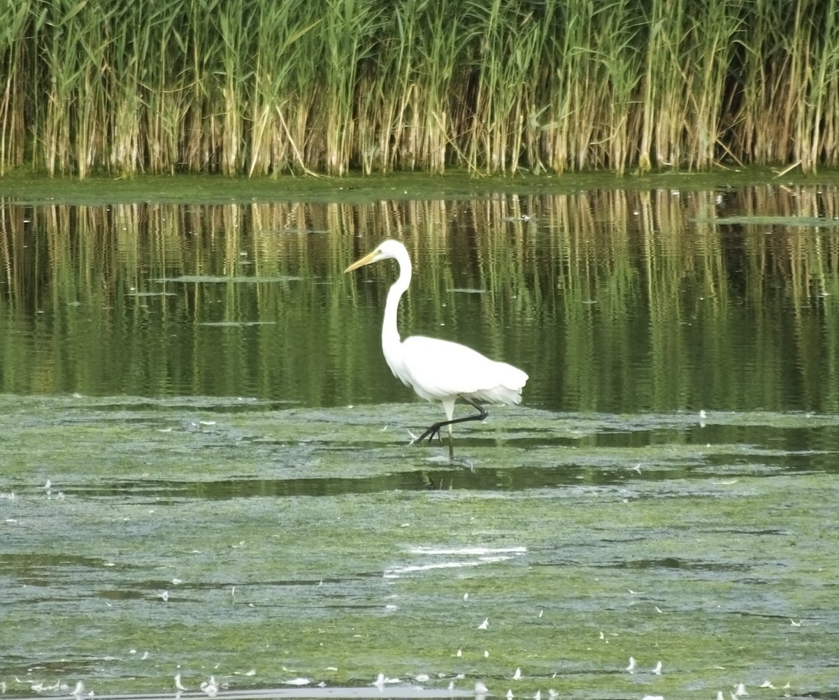 Gray Heron - James Buckridge