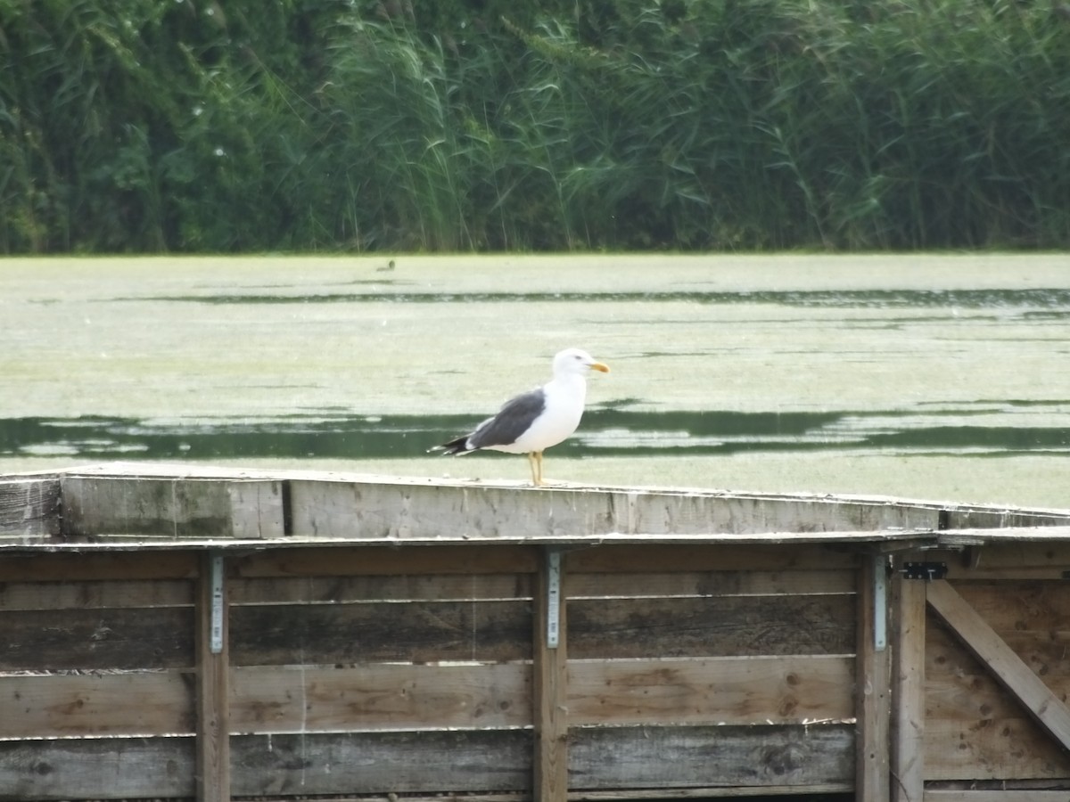 Lesser Black-backed Gull - ML622726852