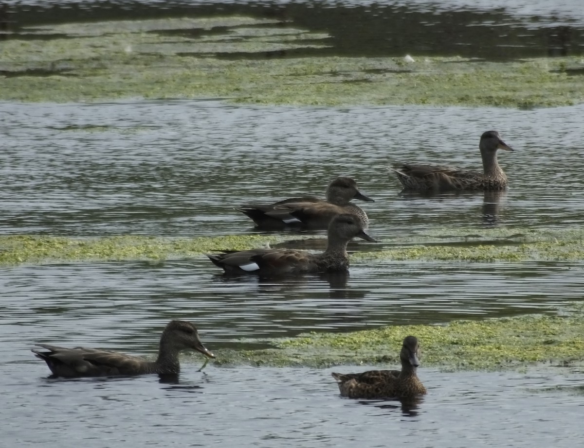 Gadwall - ML622726854