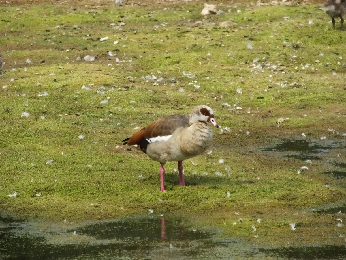 Egyptian Goose - ML622726858