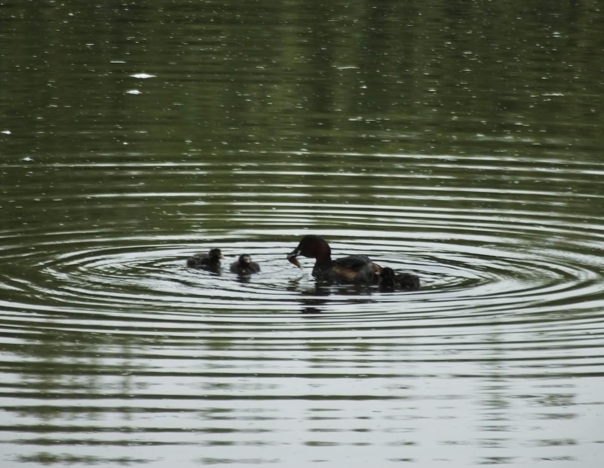 Little Grebe - ML622726862