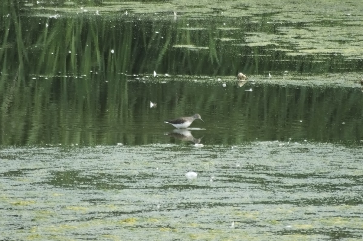 Green Sandpiper - James Buckridge