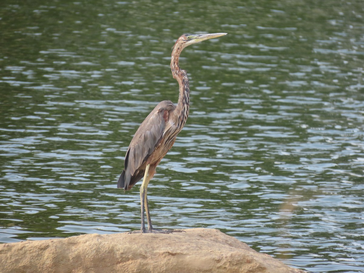 Purple Heron - ML622726865