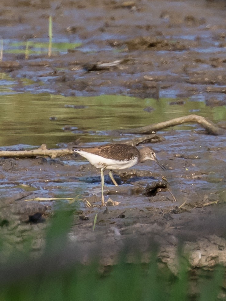 Green Sandpiper - Milan Martic