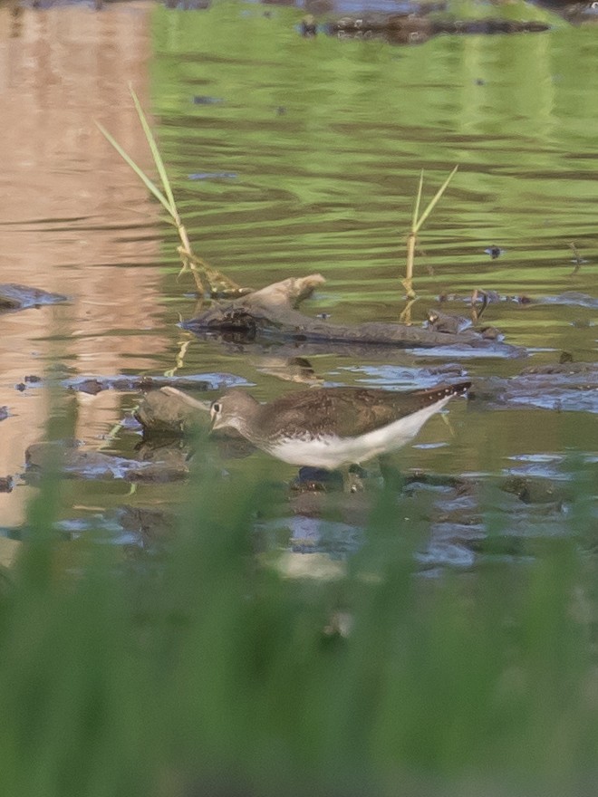 Green Sandpiper - Milan Martic