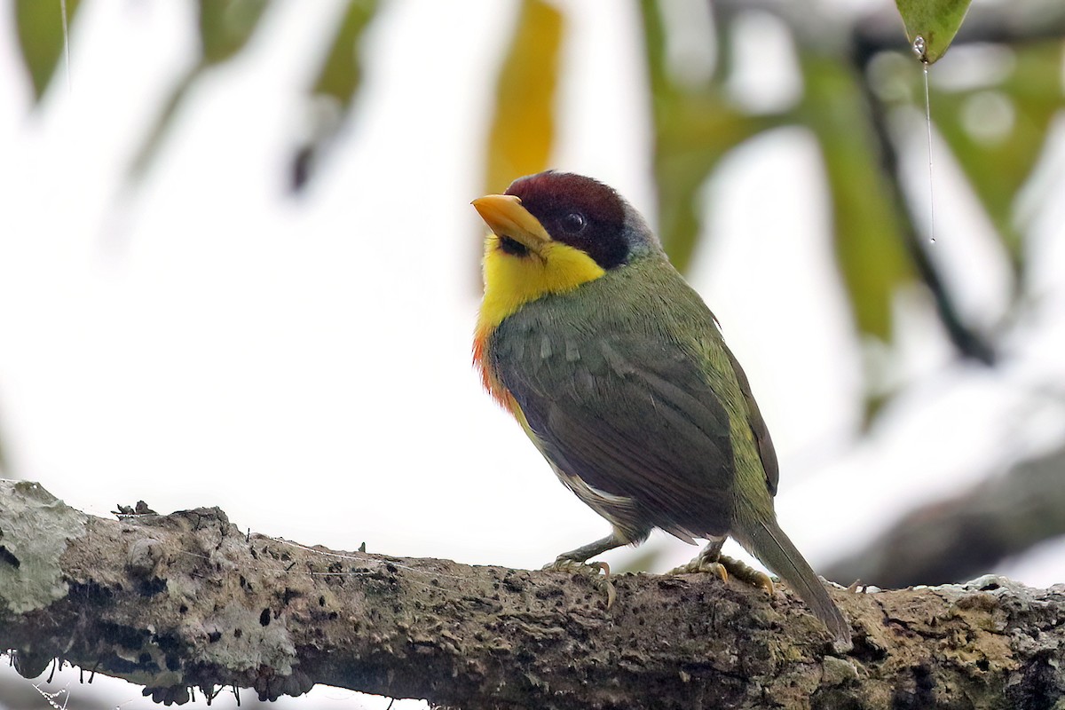 Lemon-throated Barbet - Roksana and Terry