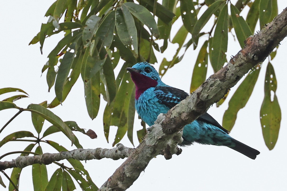 Spangled Cotinga - ML622726876