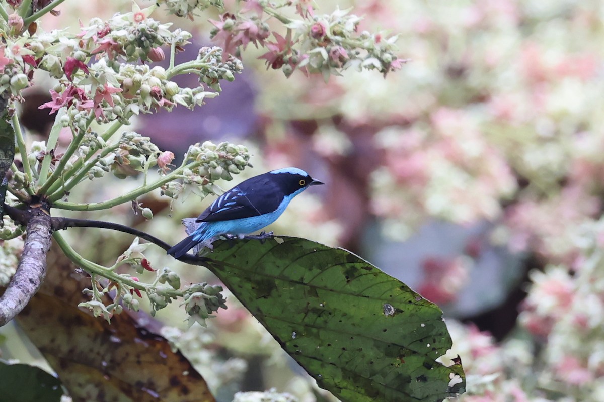 Black-faced Dacnis - ML622726879