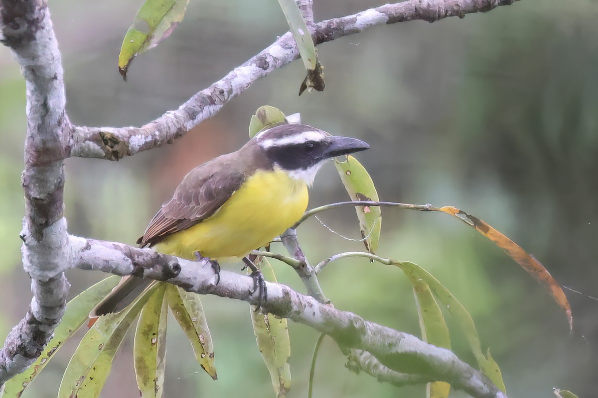 Boat-billed Flycatcher - ML622726880