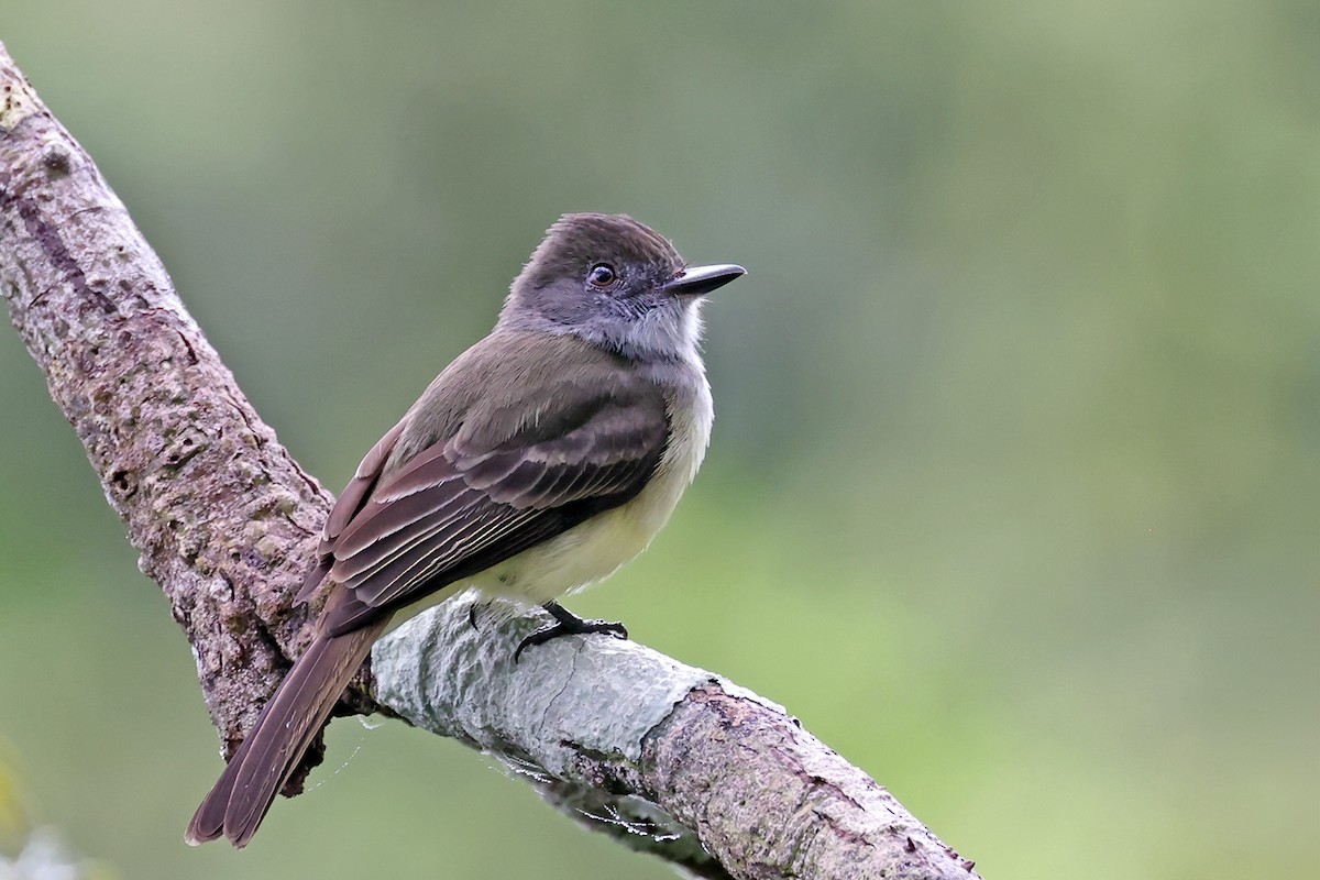 Dusky-capped Flycatcher - ML622726881