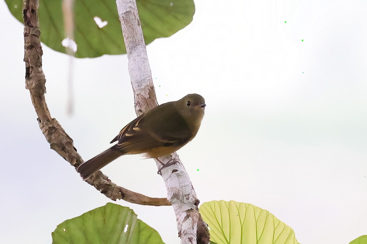 Ochre-bellied Flycatcher - ML622726882