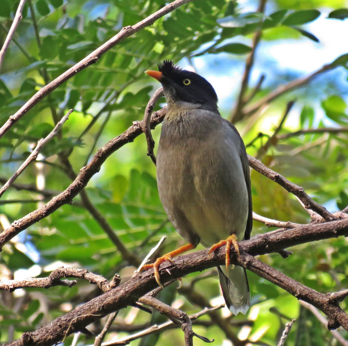 Miná de la Jungla - ML622726886