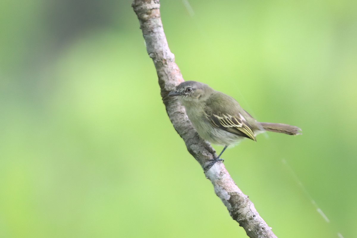 Slender-footed Tyrannulet - ML622726901