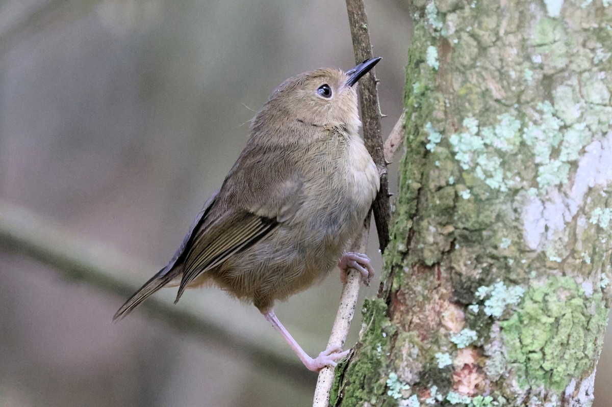 Atherton Scrubwren - Stan Skeates