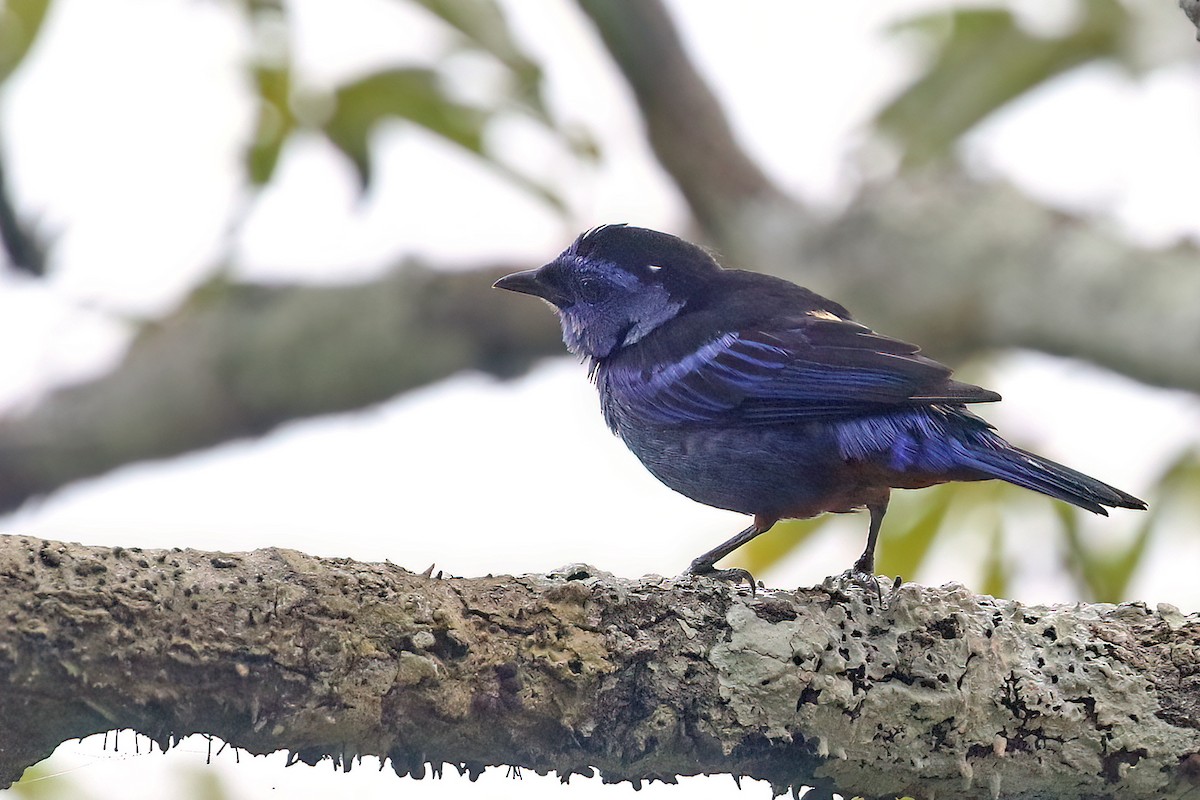 Opal-rumped Tanager - ML622726906