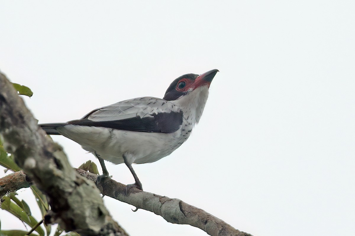 Black-tailed Tityra - ML622726908