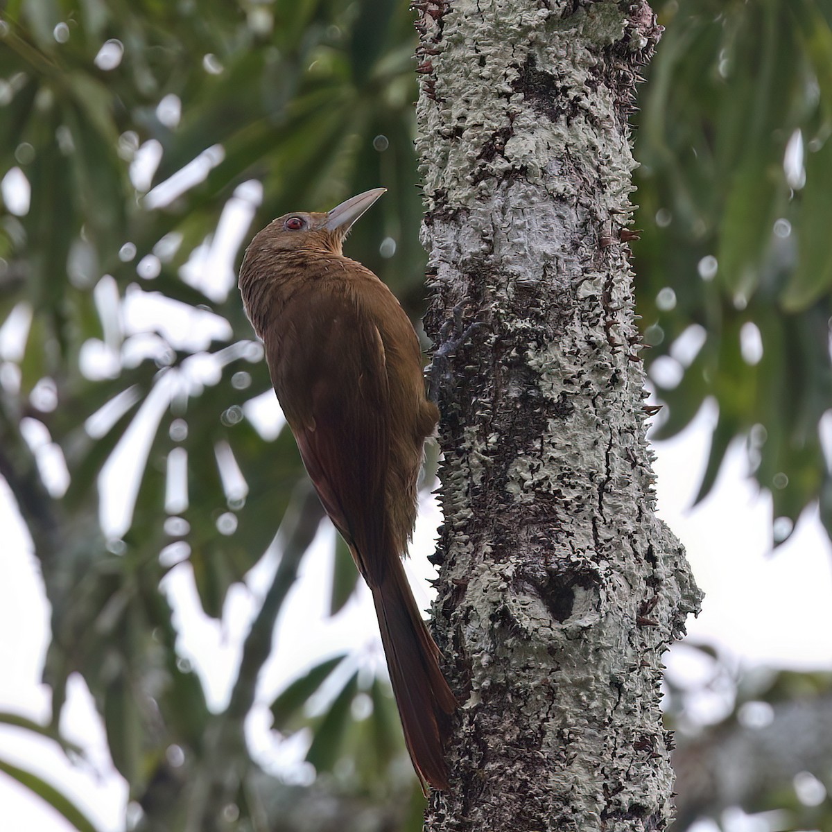 Cinnamon-throated Woodcreeper - ML622726913