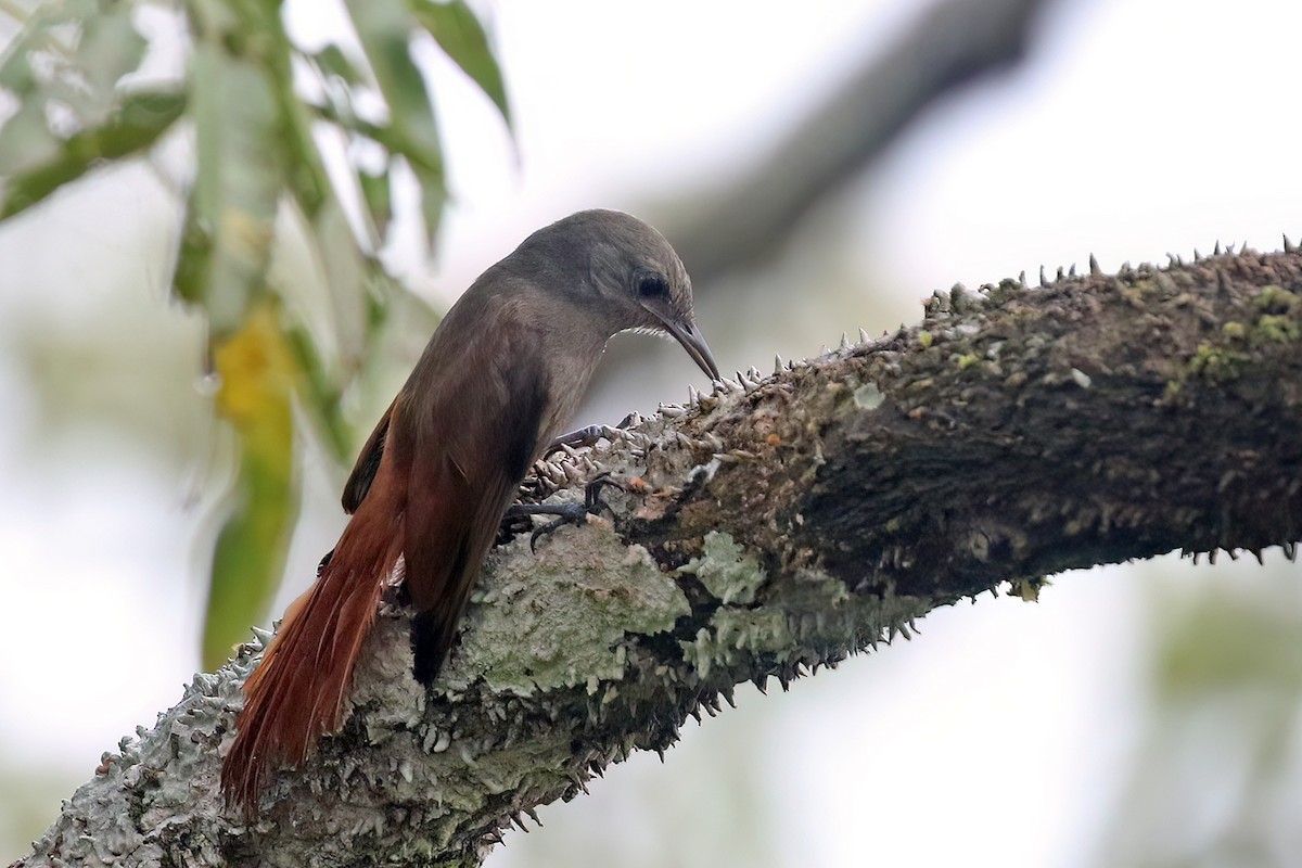 Olivaceous Woodcreeper (Amazonian) - Roksana and Terry