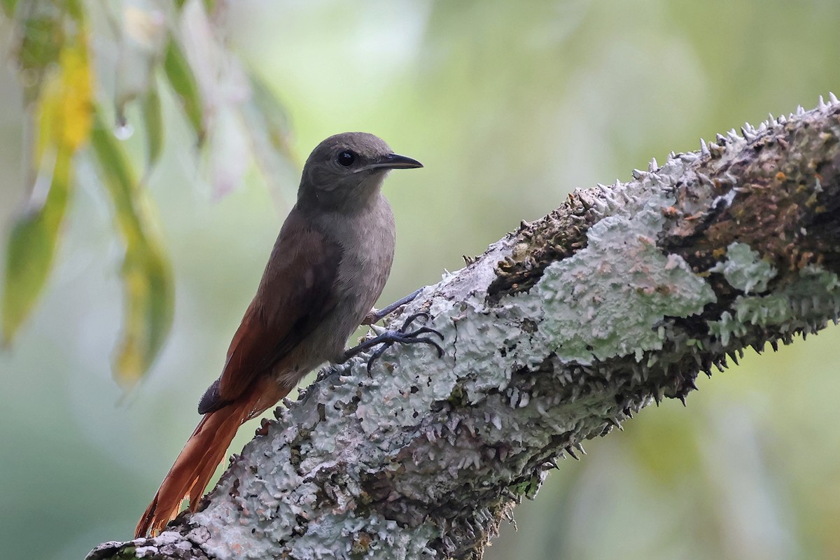 Olivaceous Woodcreeper (Amazonian) - ML622726916