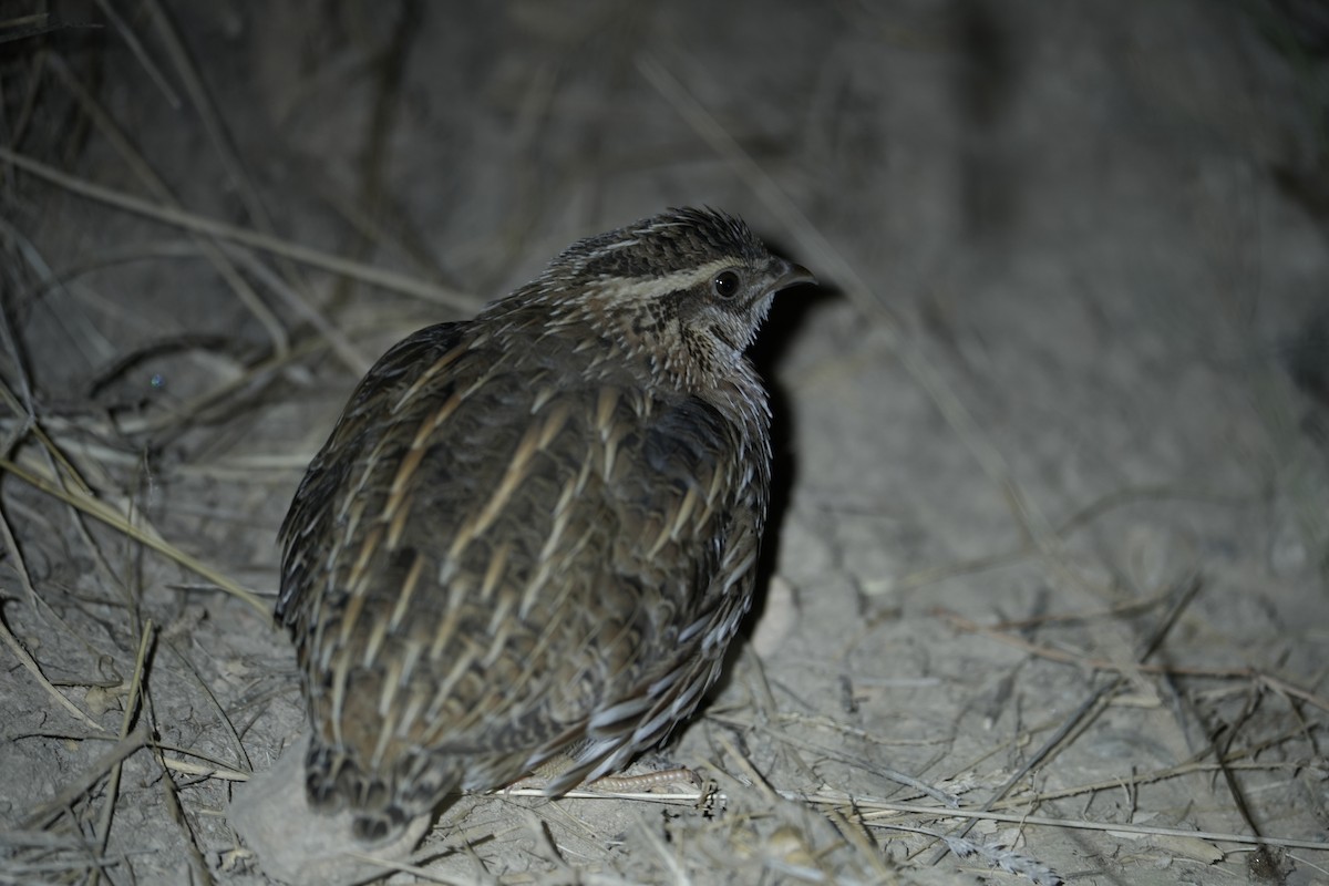 Common Quail - ML622726920