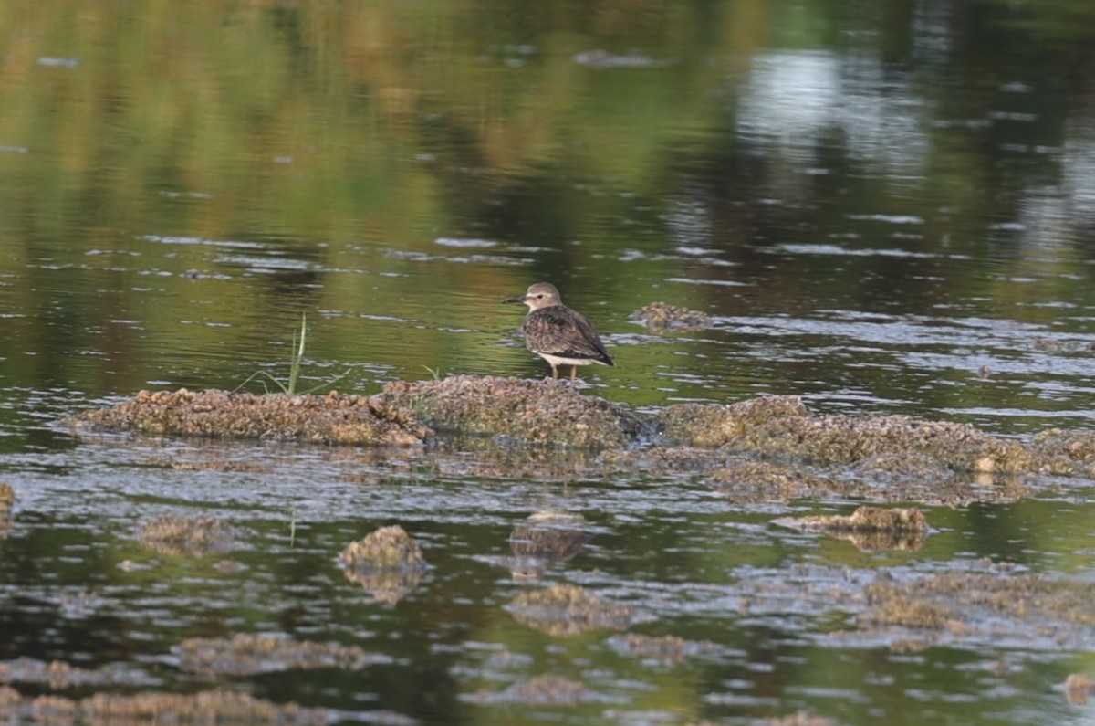 Temminck's Stint - Jonathan Plissner