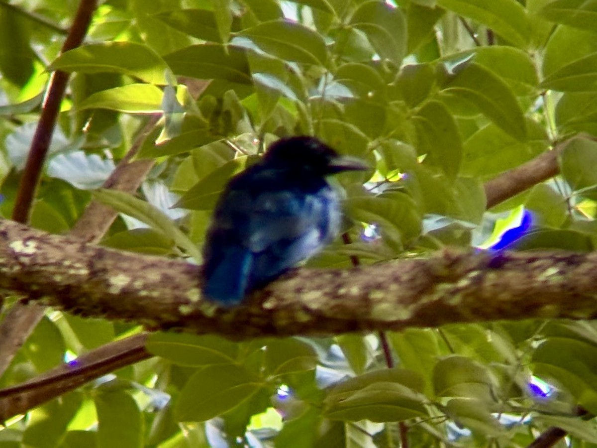 Short-tailed Drongo - ML622727125