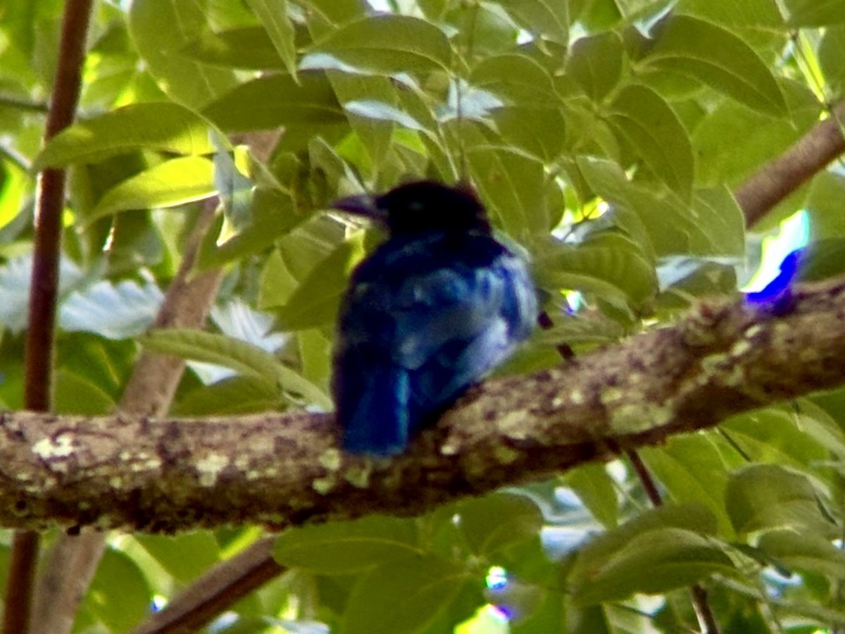 Short-tailed Drongo - ML622727126