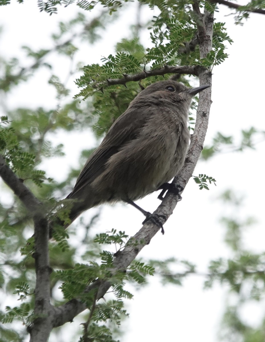 Brown-tailed Chat - ML622727221