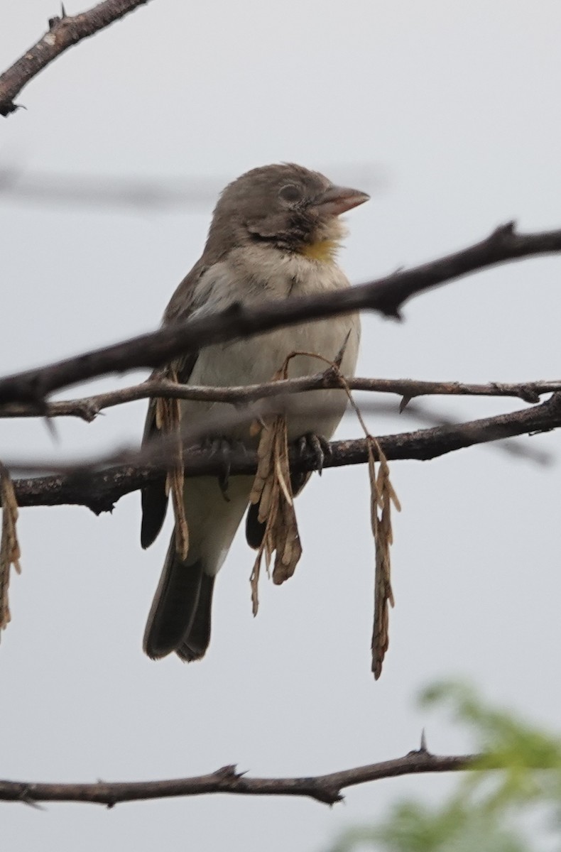 Yellow-spotted Bush Sparrow - ML622727225